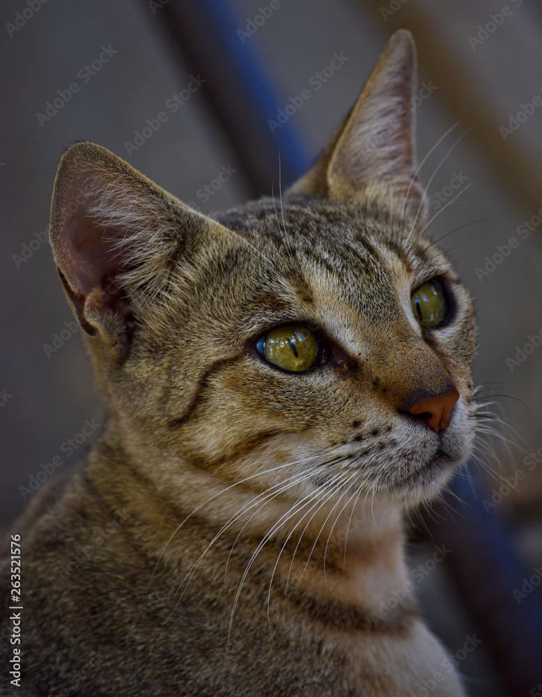 Portrait Of Brown Female Cat, Animal pet Domestic, Mammal Kitten Portrait Of Brown Female Cat, Animal pet Domestic, Mammal Kitten