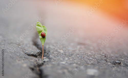 plant grows in a crack on solid ground and makes its way up in the sunlight with a ladybird. The concept is life, the power of aspiration