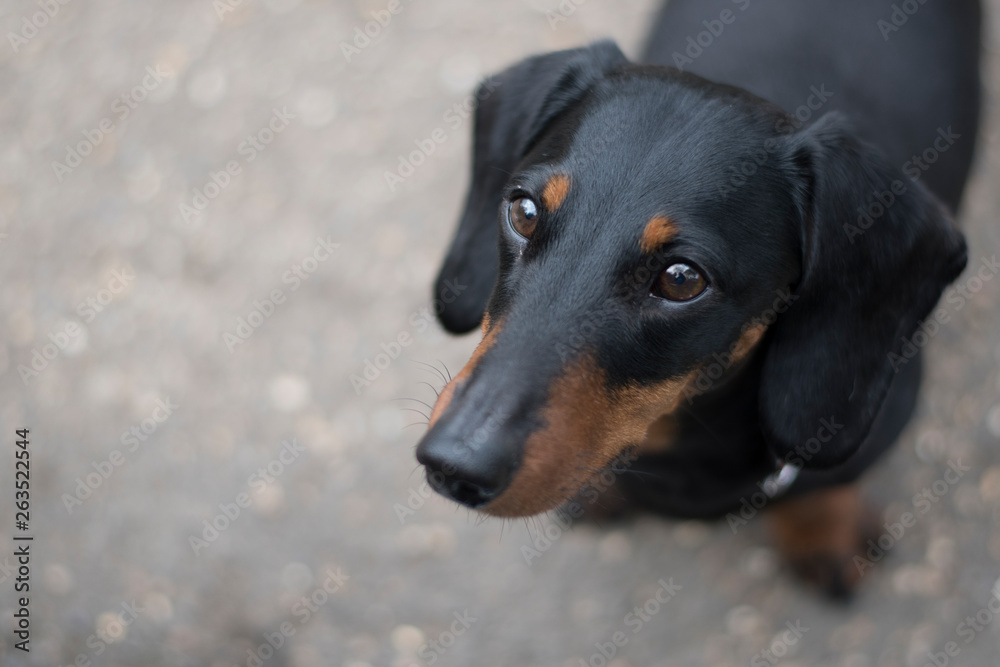 Close up shot of a puppy short haired dachshund sausage dog.