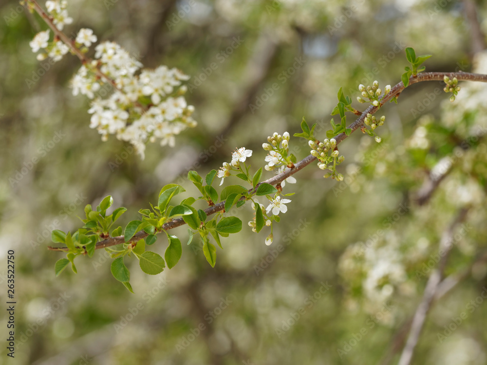 Rameau du cerisier aigre (Prunus cesarus) garni de petits bouquets de fleurs blanches Rameau du cerisier aigre (Prunus cesarus) garni de petits bouquets de fleurs blanches