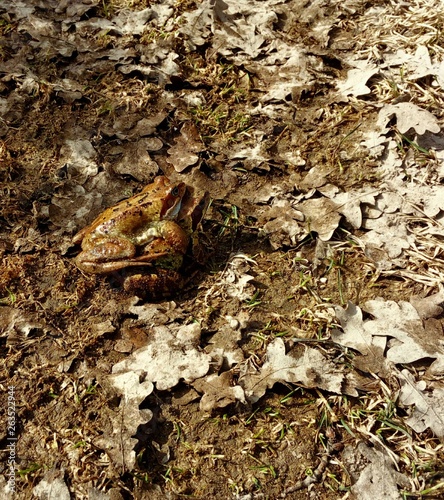 frog on rock