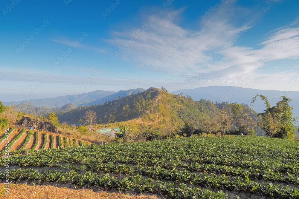 Fototapeta premium view of strawberry farm plantation on side hill with mountain and blue sky background, Nor Lae Strawberry, near by Thai-Myanmar border, Ban Nor Lae village, Doi Ang Khang, Chiang Mai, Thailand.