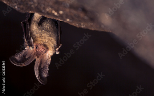 Close up picture of small Brown long-eared bat Plecotus auritus hanging upside down in dark cave resembling similar gray Plecotus austriacus. Wild animal portrait in natural habitat. © Martin