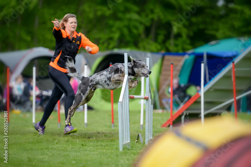 Tableau sur toile Junge Frau läuft mit einem Hund ein einen Agility Parcours, der Hund springt ger