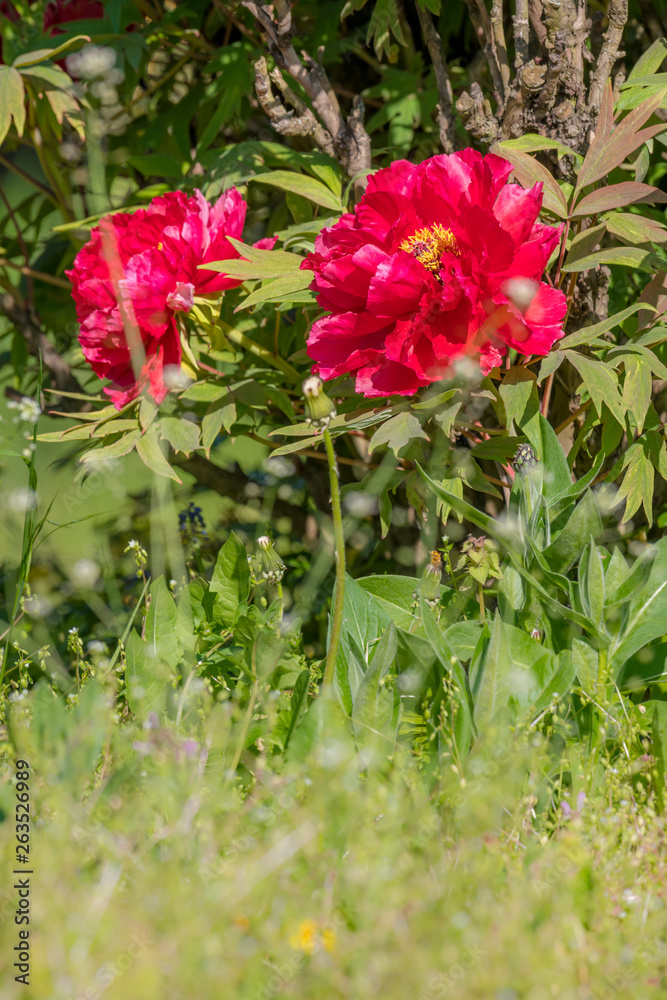 Red peony with leaves and blurred colorful background Red peony with leaves and blurred colorful background
