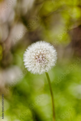 Dandelion in the park