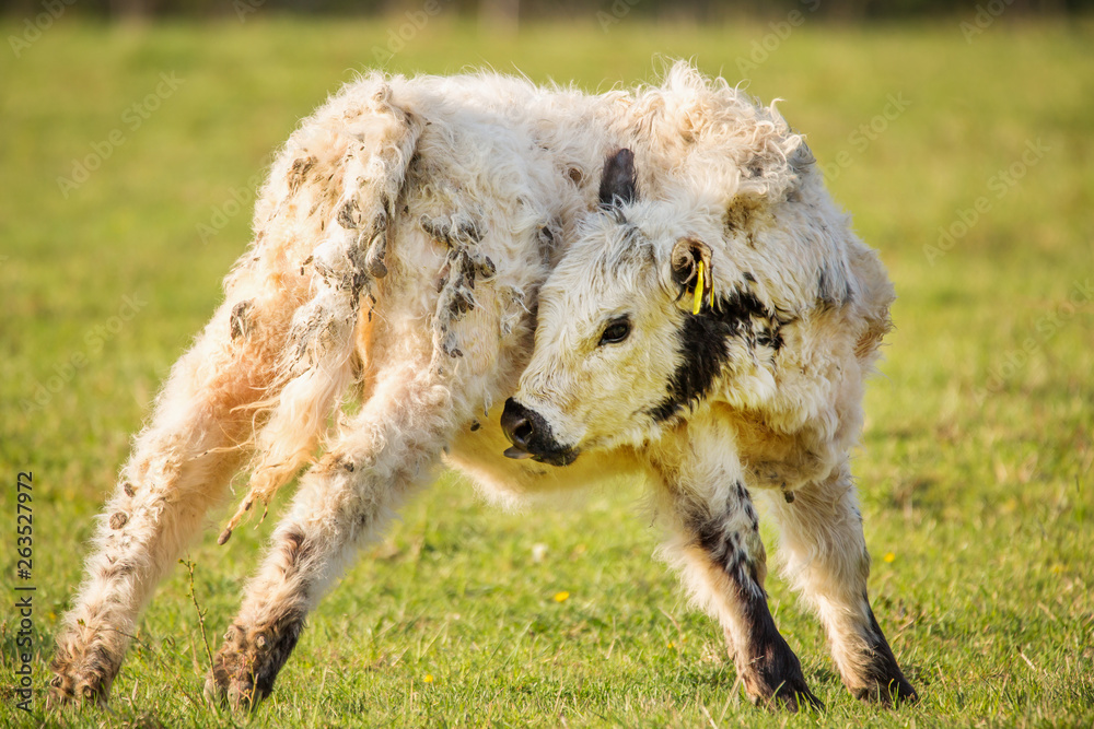 Fototapeta premium galloway cattle on the pasture