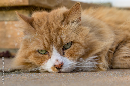 A close up of a ginger cat lying on the floor © lemanieh