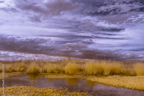 The Great Dismal Swamp in Virginia with a dramatic surreal sky, photographed in infrared