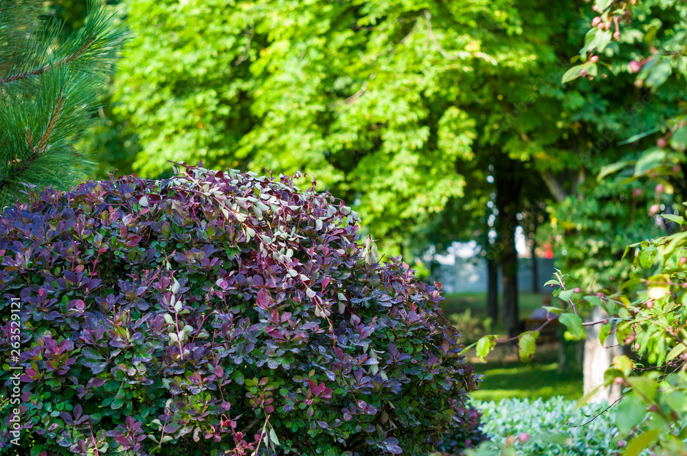 Fototapeta premium early summer landscape, old Park, trees, bushes, green grass, bright green leaves