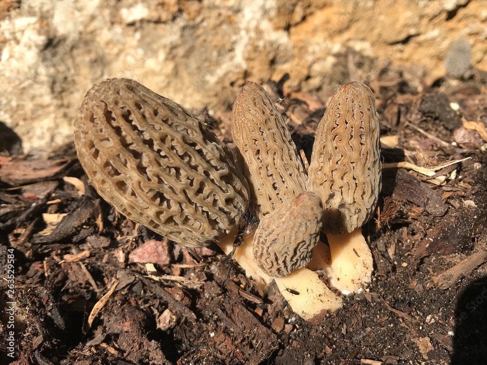 Wildpflanzen und Garten Wildpflanzen und Garten