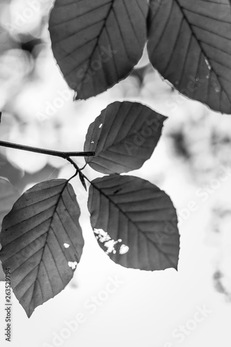 Leaves in sunlight photo