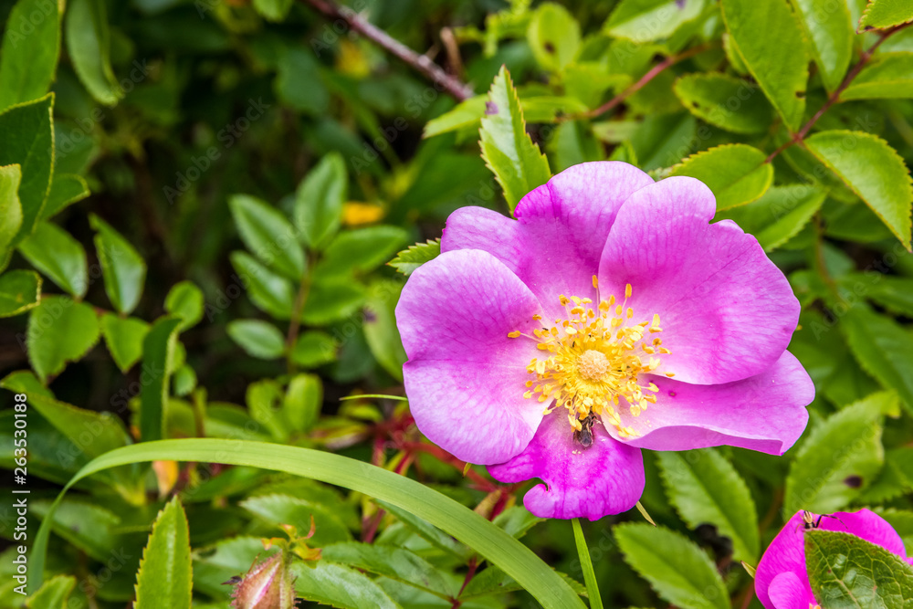 Wild flower growing along the shoreline of Nova Scotia. Wild flower growing along the shoreline of Nova Scotia.
