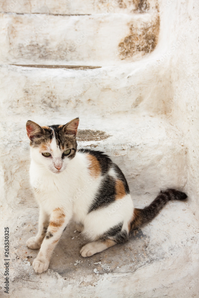 CAT ON WHITE STAIRS IN GREECE ISLAND