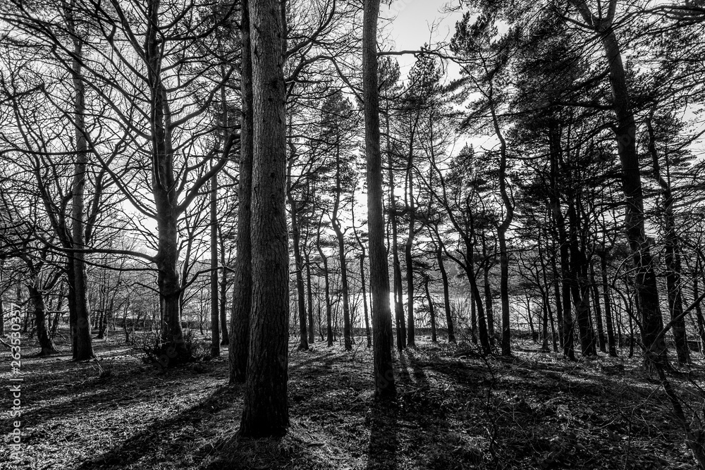 Obraz premium Trees in shadow