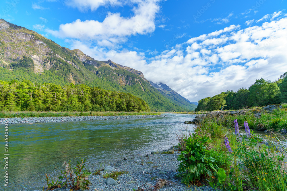 meadow with lupins on a river between mountains, new zealand 13