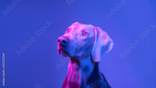 Weimaraner dog portrait in the light of colored lamps