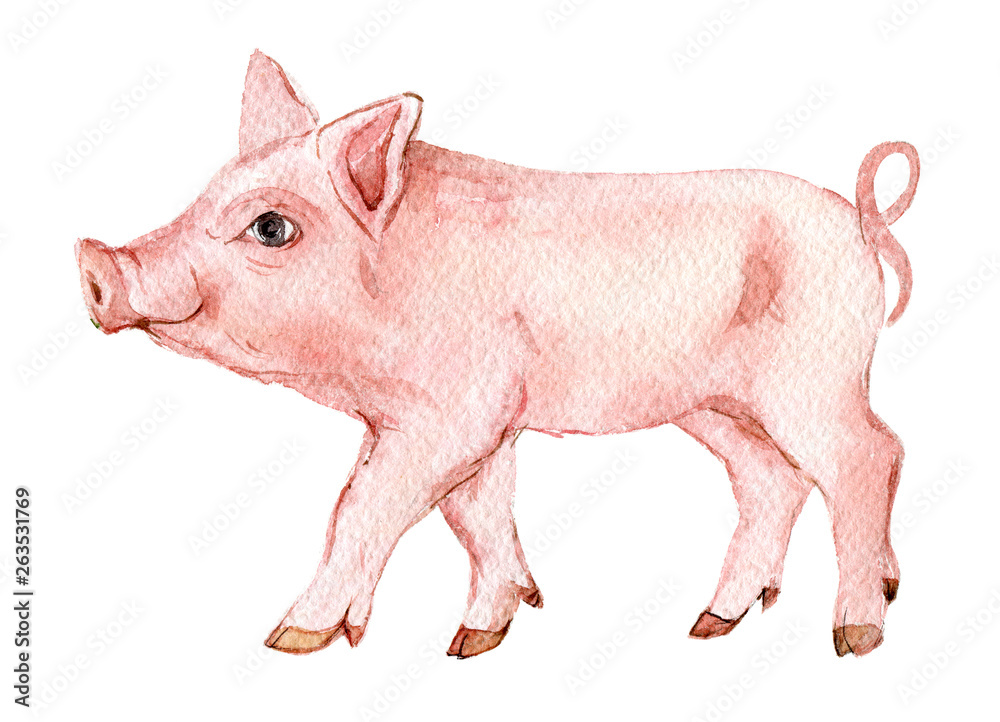 Pig isolated on white background, watercolor illustration Pig isolated on white background, watercolor illustration