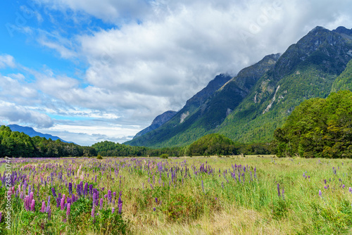 meadow with lupins in a valley between mountains  new zealand 7