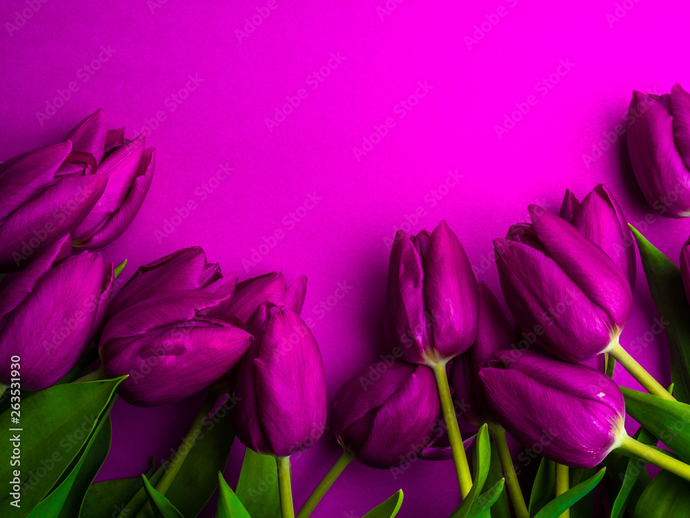 Obraz premium Beautiful bouquet of purple tulips, Liliaceae Lilieae tulipa, with green leaves isolated on purple.