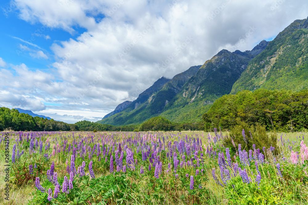 meadow with lupins in a valley between mountains, new zealand 12