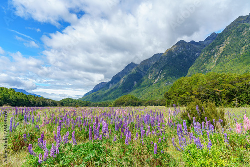 meadow with lupins in a valley between mountains, new zealand 12