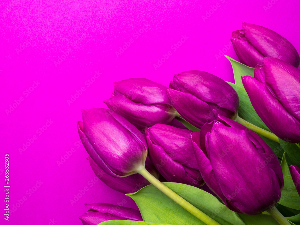 Obraz premium Violet Fresh Spring Tulips Flowers Concept Woman's day Greeting Card Valentines Bright Violet Background Natural Light