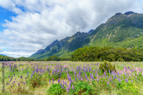 Fototapeta Naklejka Na Ścianę i Meble -  meadow with lupins in a valley between mountains, new zealand 18