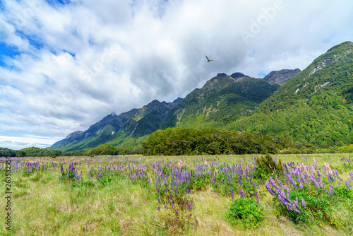 Fototapeta Naklejka Na Ścianę i Meble -  meadow with lupins in a valley between mountains, new zealand 21