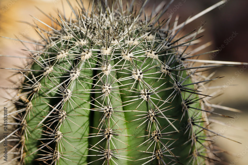 Close-up of cactus tropical plant with sharp spines Close-up of cactus tropical plant with sharp spines