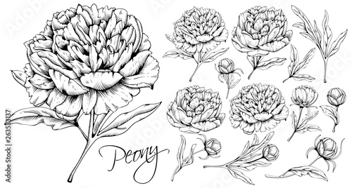 Luxurious Peonies Set