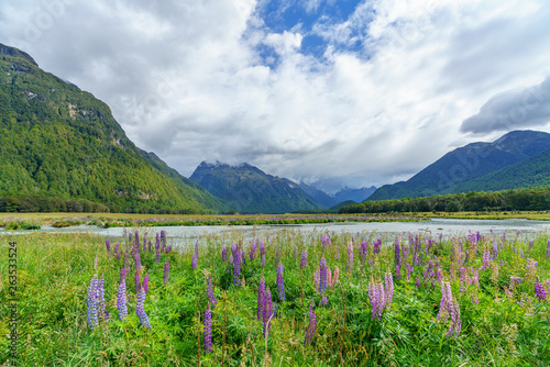meadow with lupins on a river between mountains, new zealand 52