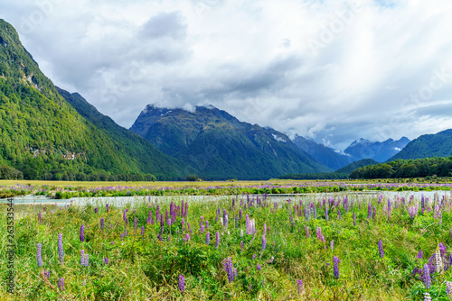 meadow with lupins on a river between mountains, new zealand 42