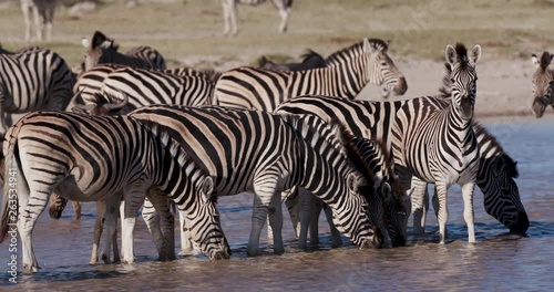 Close-up view of a group of Zebras with a cute young foal and wildebeest drinking at a waterhole on the Makgadikgadi Pans,Botswana 