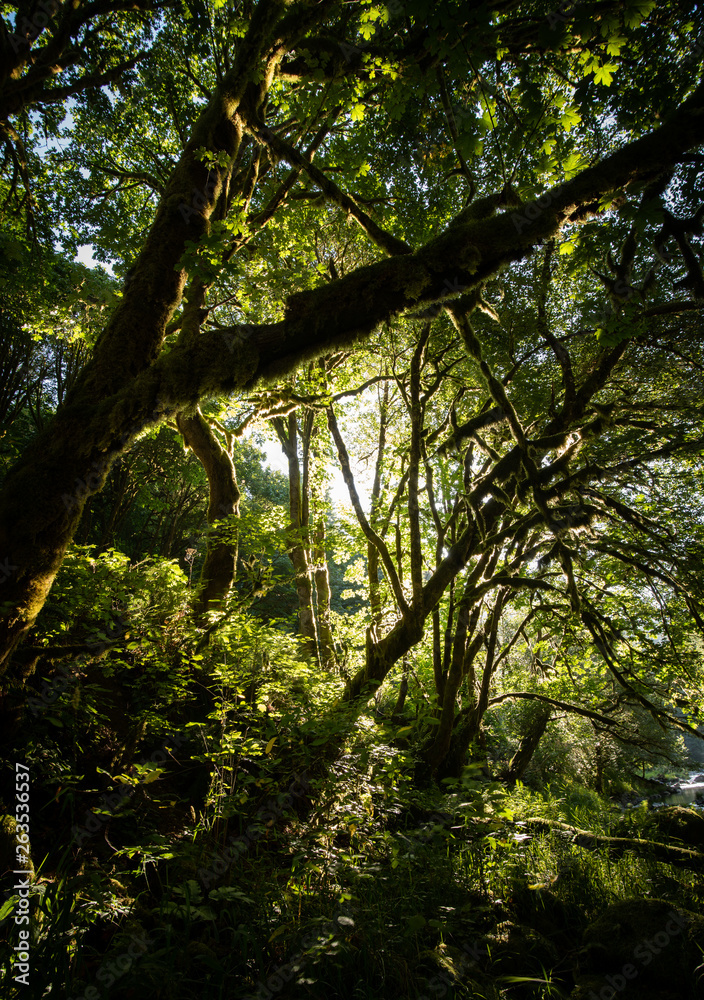 Fototapeta premium The lush forest of the PNW The golden sunlight beams trough the green the forest welcomes the early morning sunlight of the summer sun. A magical scene of natural beauty in the Pacific Northwest