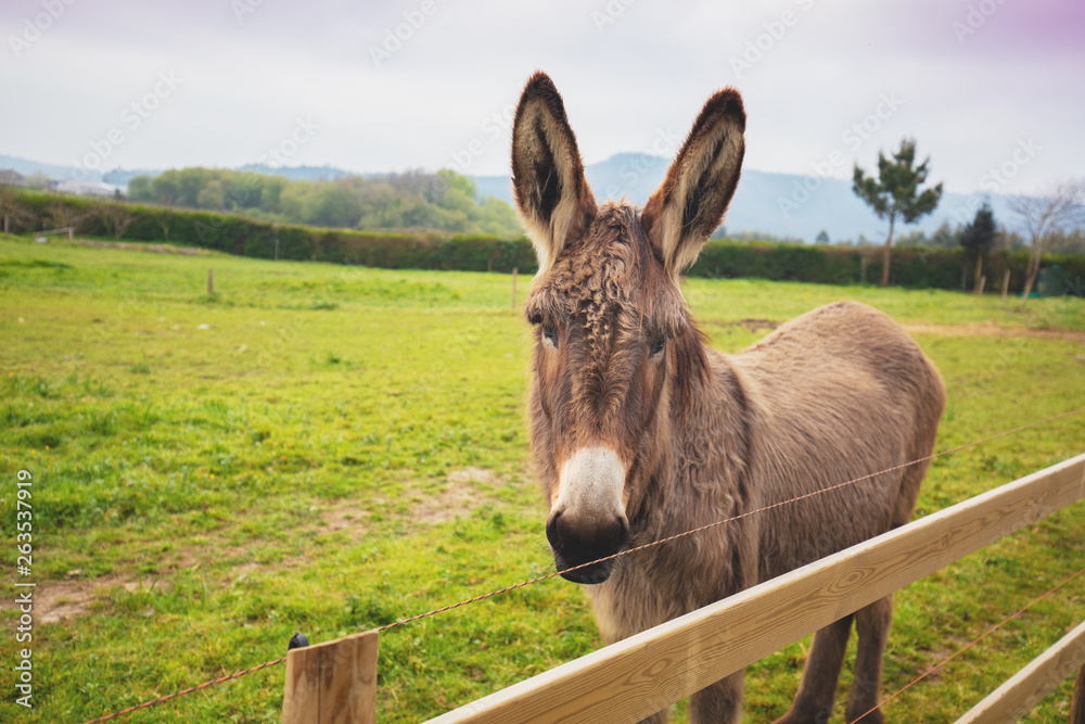 Portrait of a donkey on the meadow Portrait of a donkey on the meadow