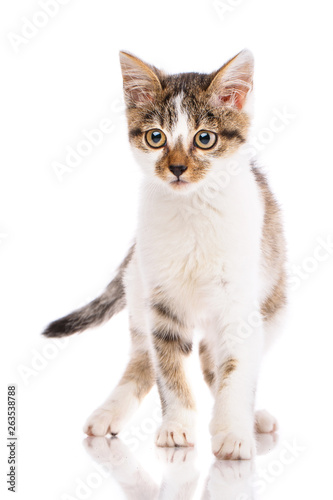 A little kitten stands on a white background