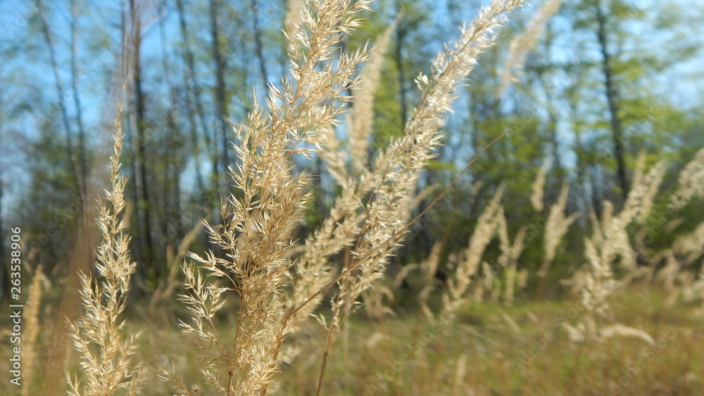 Rohrglanzgras im Wald Rohrglanzgras im Wald