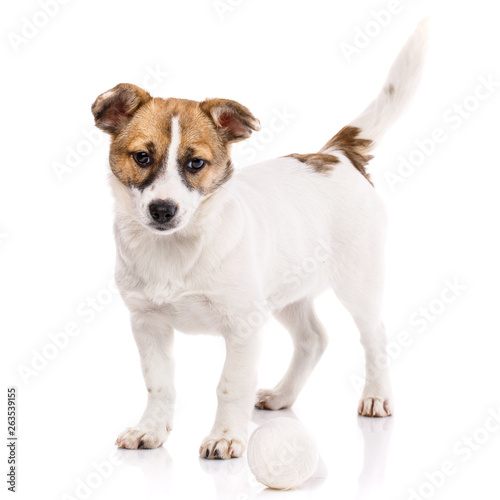 Puppy standing near the ball. Isolated on a white background