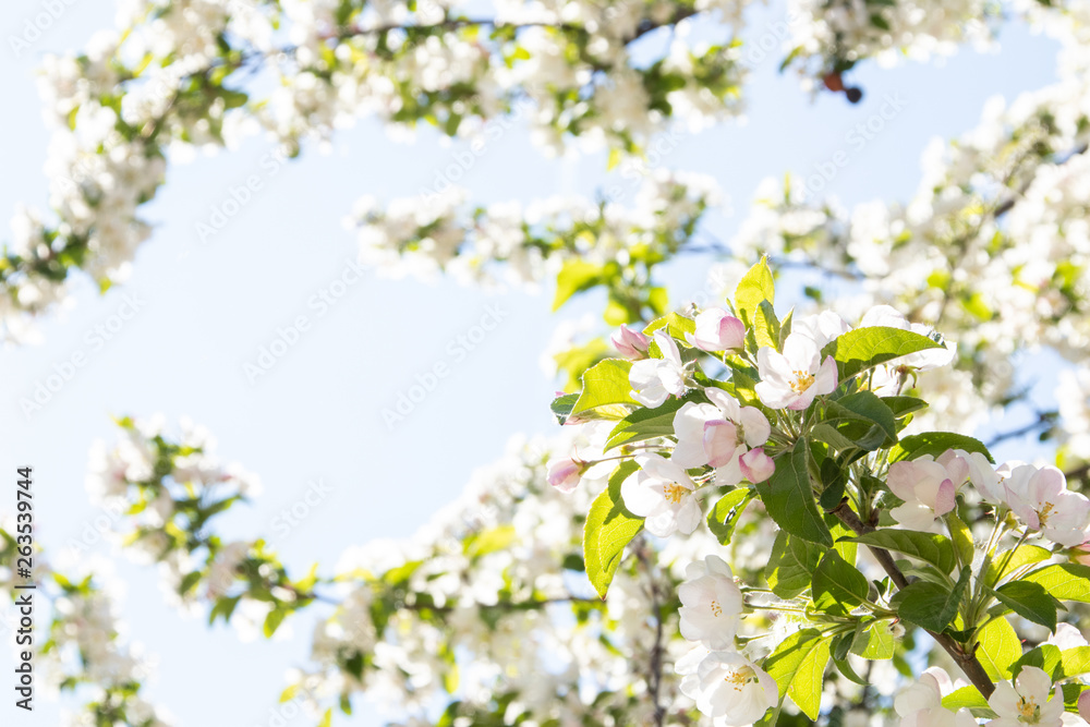 Obraz premium Blüten