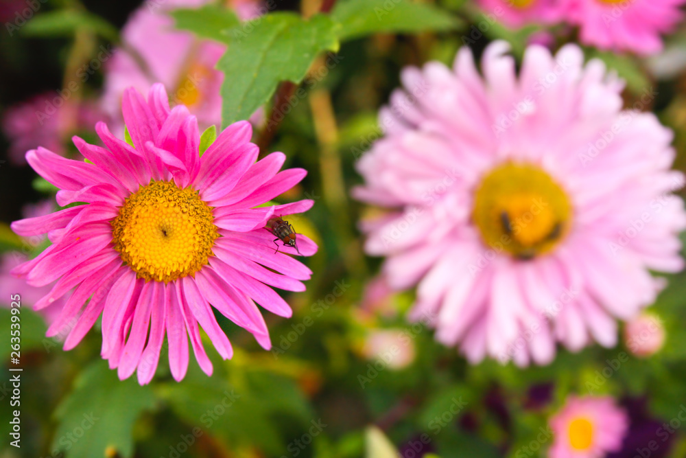 Obraz premium Pretty flowers with flies