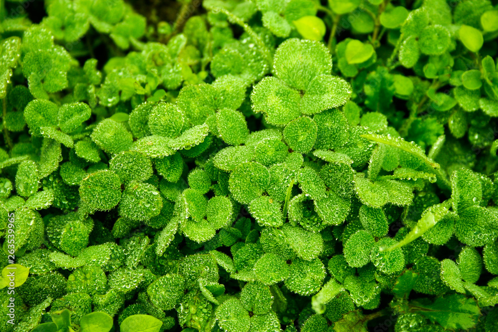 Leaves with raindrops Leaves with raindrops