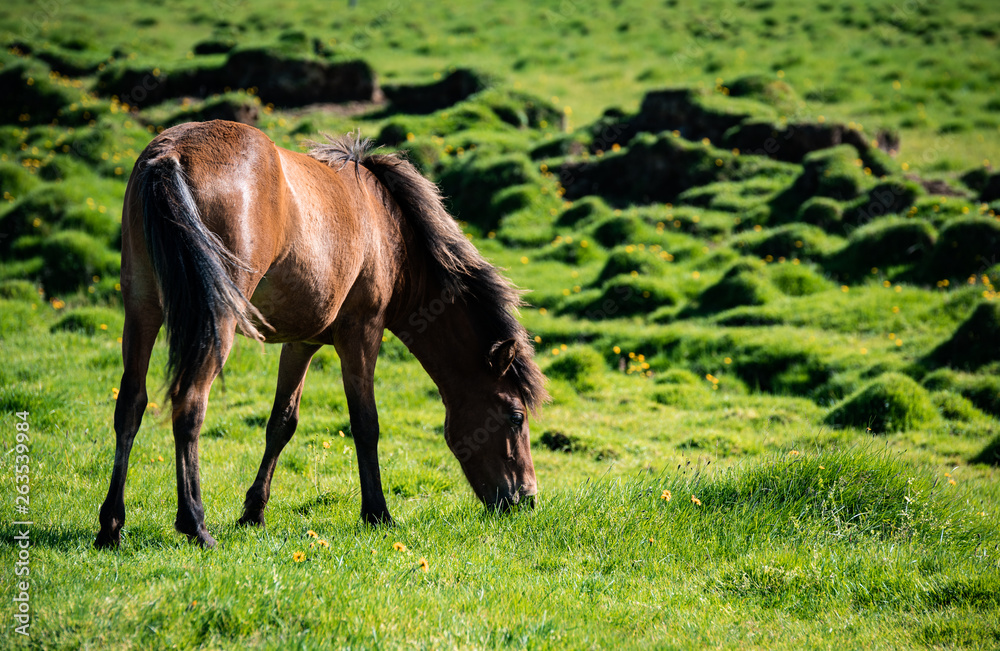 An Icelandic stallion horse grazes in a peaceful green pastured peppered with yellow wildflowers in Iceland. This beautiful animal has a denser mane than most horses due to the cooler Norse climate An Icelandic stallion horse grazes in a peaceful green pastured peppered with yellow wildflowers in Iceland. This beautiful animal has a denser mane than most horses due to the cooler Norse climate