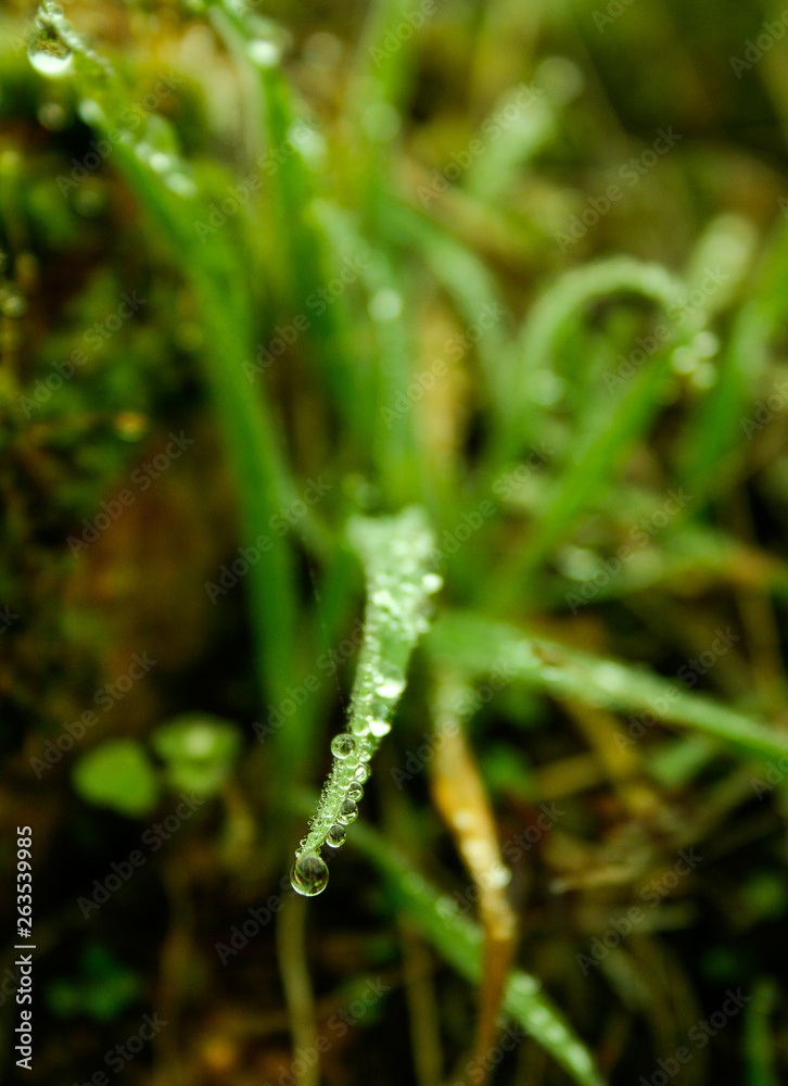 Leaves with raindrops. and raindrop on the tip of the leaf Leaves with raindrops. and raindrop on the tip of the leaf
