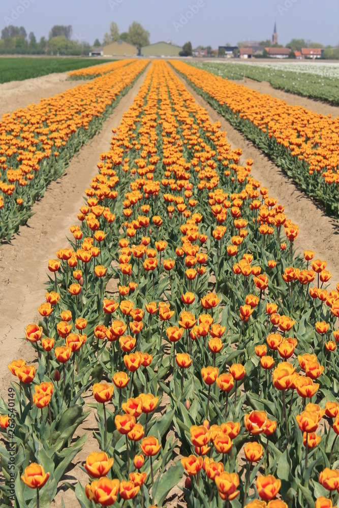 long rows with bicoloured tulips in zeeland, holland in springtime