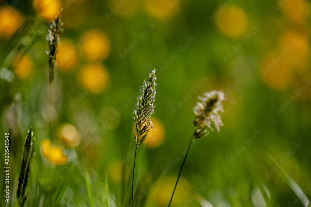 Meadow with flowers Meadow with flowers