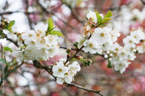 White flowers of cherry tree in an orchard during spring