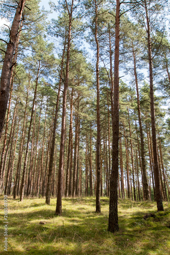  forest with tall trees from below