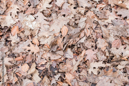  old leaves as a background