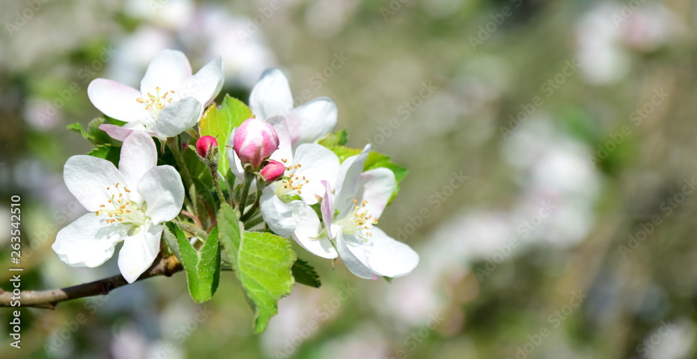 Fototapeta premium Apfelblüten - Blütezeit in Südtirol